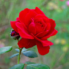 Here few single red rose images added because a single red rose is used to send a message of love. 25 Most Beautiful Red Flowers