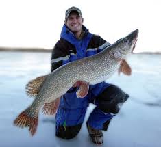 Monster Northern Pike Caught Released To Be Pursued Again