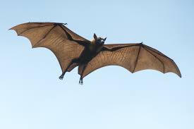 bats carry dangerous viruses but don t