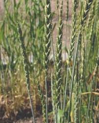 「グルテンフリー 古代小麦」の画像検索結果