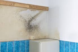how do i handle mildew and mold before