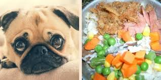 low protein dog food recipes for kidney