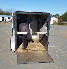 Bedding In Your Horse Trailer Pro