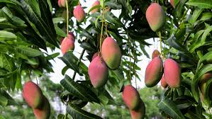 See full list on wikihow.com How To Grow Mango Trees