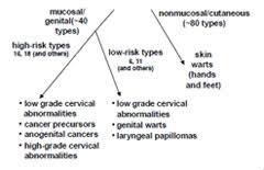 Pinkbook Hpv Epidemiology Of Vaccine Preventable