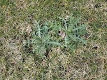 How do you permanently stop weeds from growing?