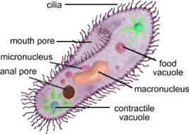 Protists Guide Discovering The Kingdon Protista In Microscopy