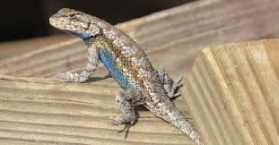 7 lizards in your garden how to