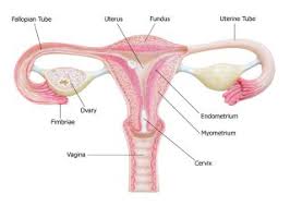 ✓ free for commercial use ✓ high quality images. Ovaries Facts Function Disease Live Science