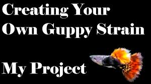 Creating Your Own Guppy Strain My Project Part 1