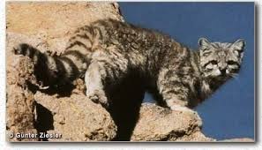 Valleys with patchily distributed rock walls are the preferred habitat. Petition Mageditor Defenders Org Help Save The Andean Mountain Cat From Going Extinct Change Org