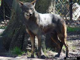 Although the howl of the wolf has been mostly silent in the northeast for over a hundred years, individual wild wolves have ventured into the northeastern united states. Red Wolf Canis Rufus Natureworks