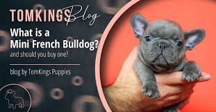 Mini French Bulldogs Should You Adopt