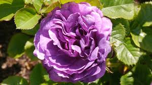 21 stunning purple and lilac colored roses