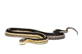 Most garden snakes pose no harm to humans, and actually prey on common garden pests such as snails, slugs and mice. Garter Snakes Like Frogs And Their Freedom News The Bulletin Norwich Ct