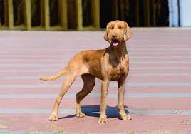 Bred to follow the magyar hunters on vizsla puppies do require a consistent training program, however, their intelligence makes training. Vizsla Price Cost Of Ownership The Clingy Hunter