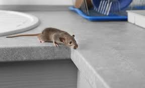 How To Get Rid Of Rats At Home Ways