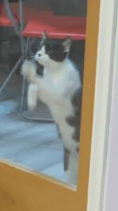 Cat At Door Gifs Tenor