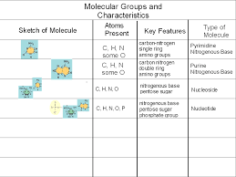 17 Biomolecules Chartg Macromolecule Review Chart Www
