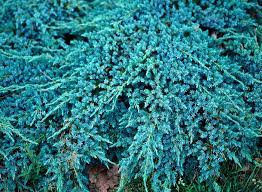 juniperus blue carpet contenant de
