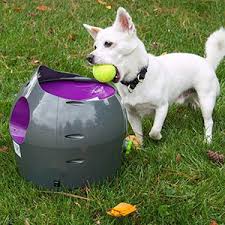 petsafe automatic ball launcher dog toy