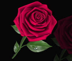 rosa flower love petal fl