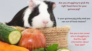 guinea pig t plan a complete guide