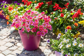 How To Plant Flowers In Pots