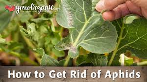 how to get rid of aphids organically