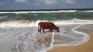 Коровы в море. Теперь вы видели больше | Пикабу