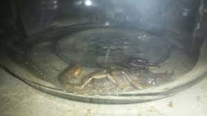 The northern scorpion is not known to sting humans. Think There Aren T Scorpions In Oregon Think Again Kmtr
