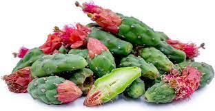 nopales cactus buds information and facts