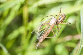Resultado de imagen para insetos imagens