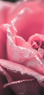 289195 rose close up pink flower fl