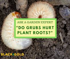do grubs hurt plant roots black gold