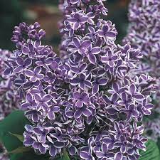 Lilac Bushes For Lilacs
