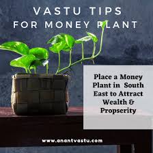 We did not find results for: Money Plant Vastu Benifits And Placement Of Money Plant At Home