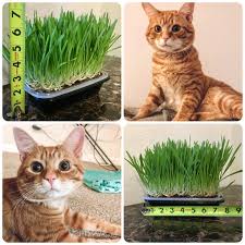Self Watering Container Cat Grass Grow