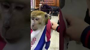 monkey goes to barber for a hair