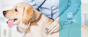 congestive heart failure in dogs