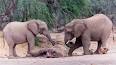 Vidéos correspondant à « Funeral of elephants »