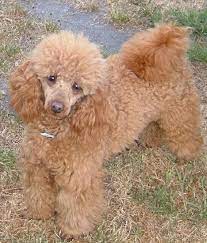 valley view dog breeders poodle pictures