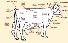 Cow Anatomy Diagrams Of Cows Calves