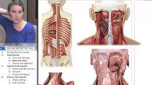 Many conditions and injuries can affect the back. Back Neck Muscles Human Anatomy Course Youtube