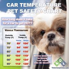 Keep Pets Safe In The Heat Coachella Valley