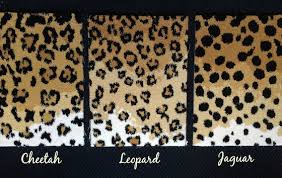 leopard carpet