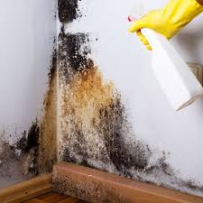 How To Get Rid Of Mold And Mildew