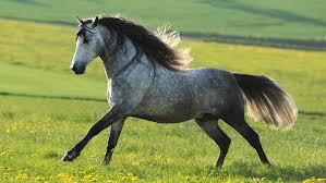 andalusian horse the looks herie
