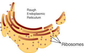 Structurally, there are two types of endoplasmic reticulum in a cell. Rough Endoplasmic Reticulum Cartoon