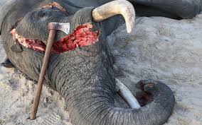 Image result for poaching ivory